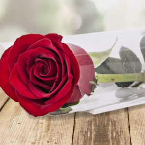 Rose in sleeve