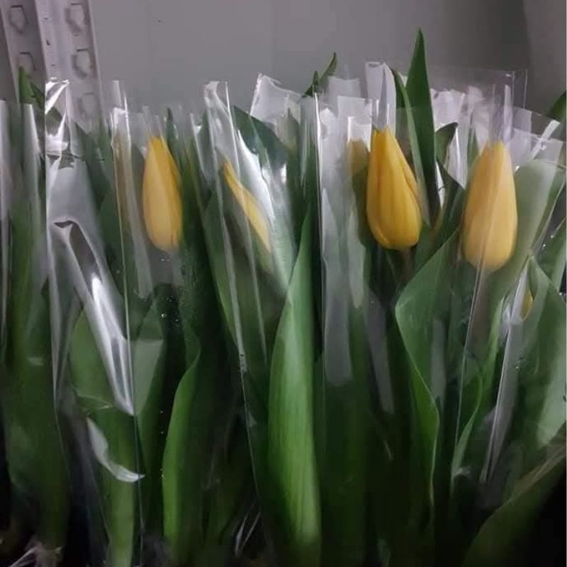 Single Tulip Single Tulip